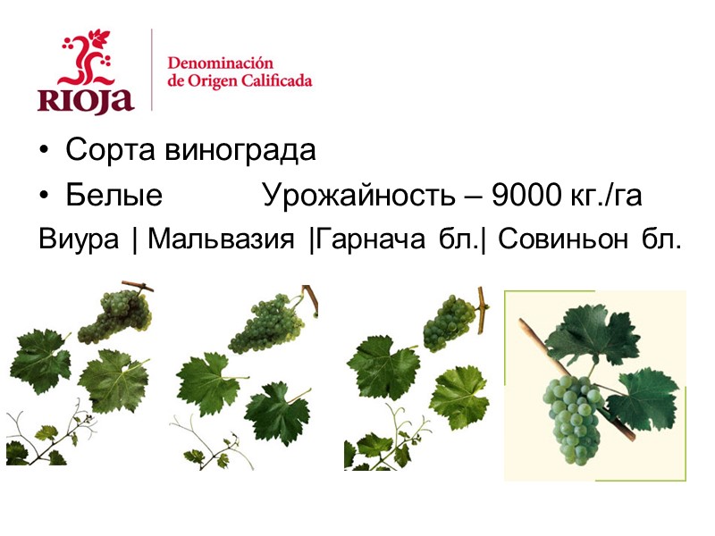 Сорта винограда Белые   Урожайность – 9000 кг./га Виура | Мальвазия |Гарнача бл.|